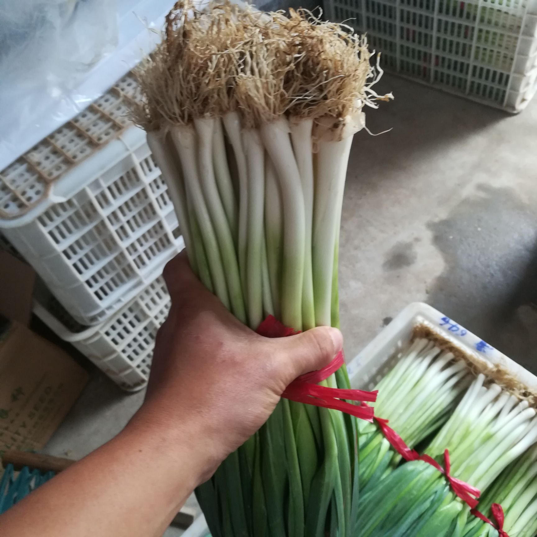 白根蒜苗 50 - 60cm