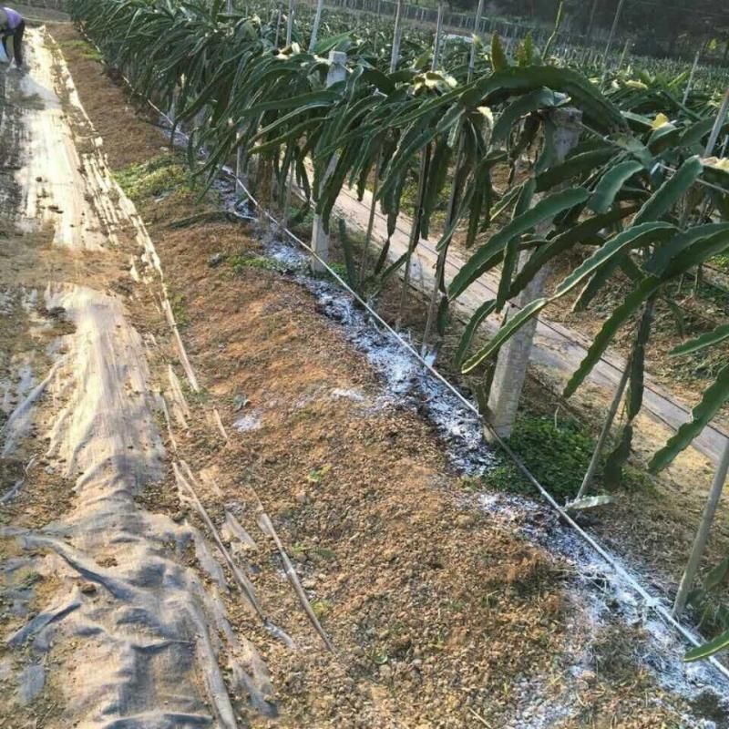 立柱  水泥柱水泥杆百香果葡萄猕猴桃八月瓜黑老虎罗汉果棚架水