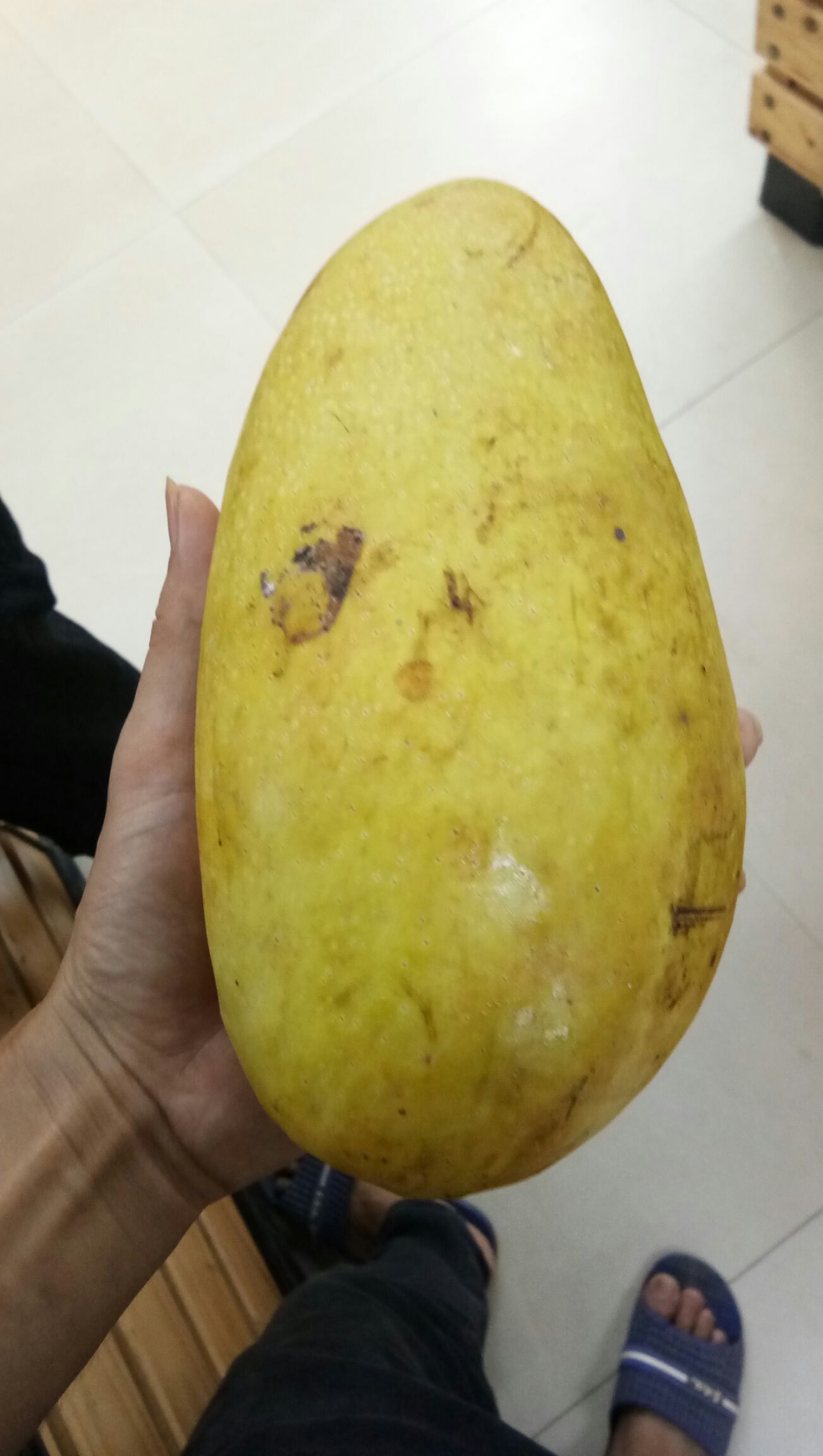 金煌芒果苗