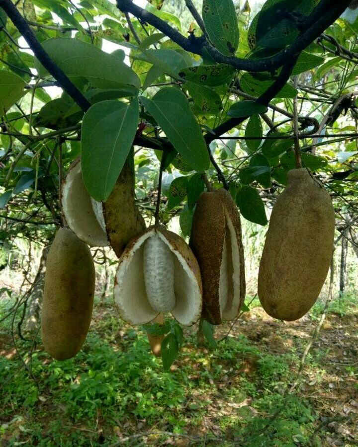 麻皮八月瓜 野生 150g以上