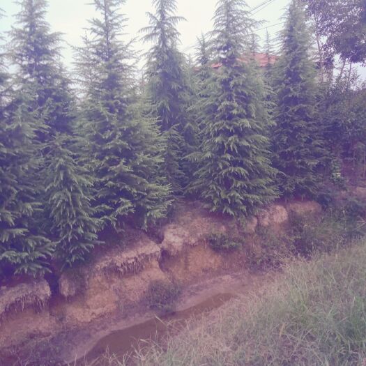 汝南县雪松