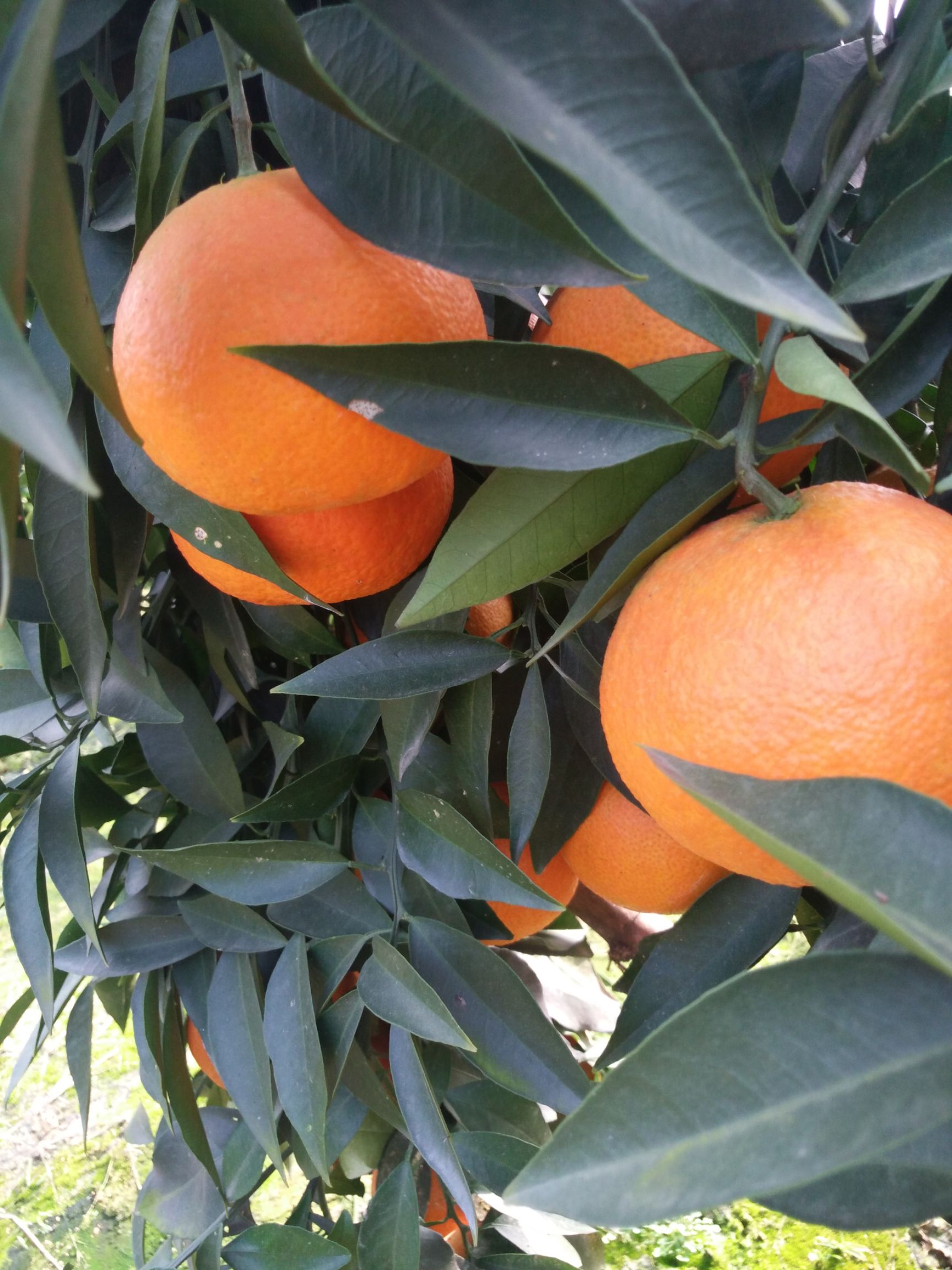 爱媛橙  爱媛38号果冻橙5/8斤大果