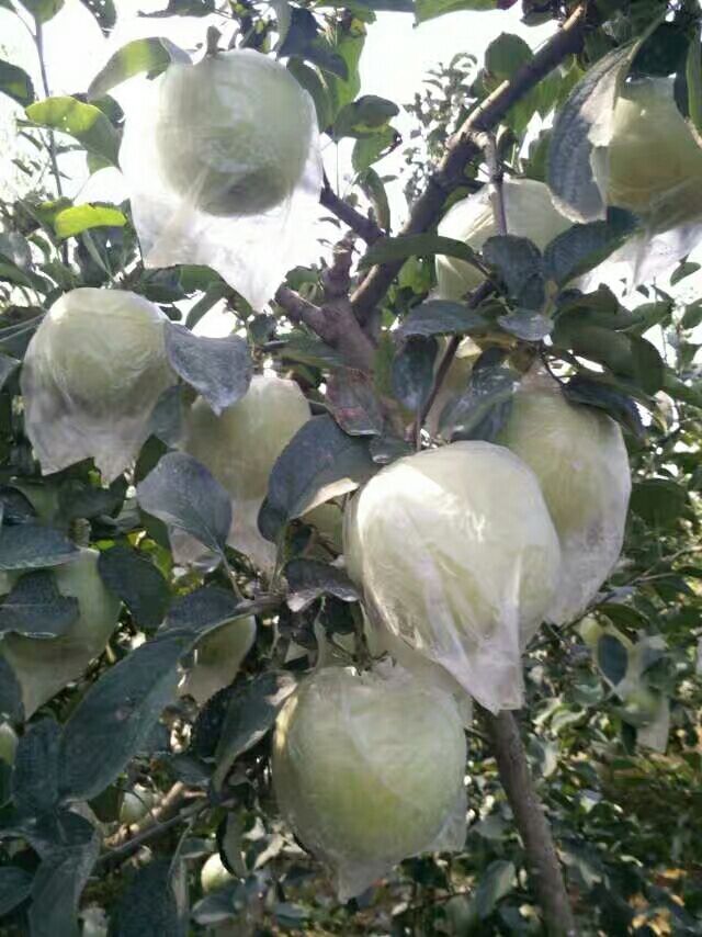 青苹果 膜袋 翠绿 80mm以上