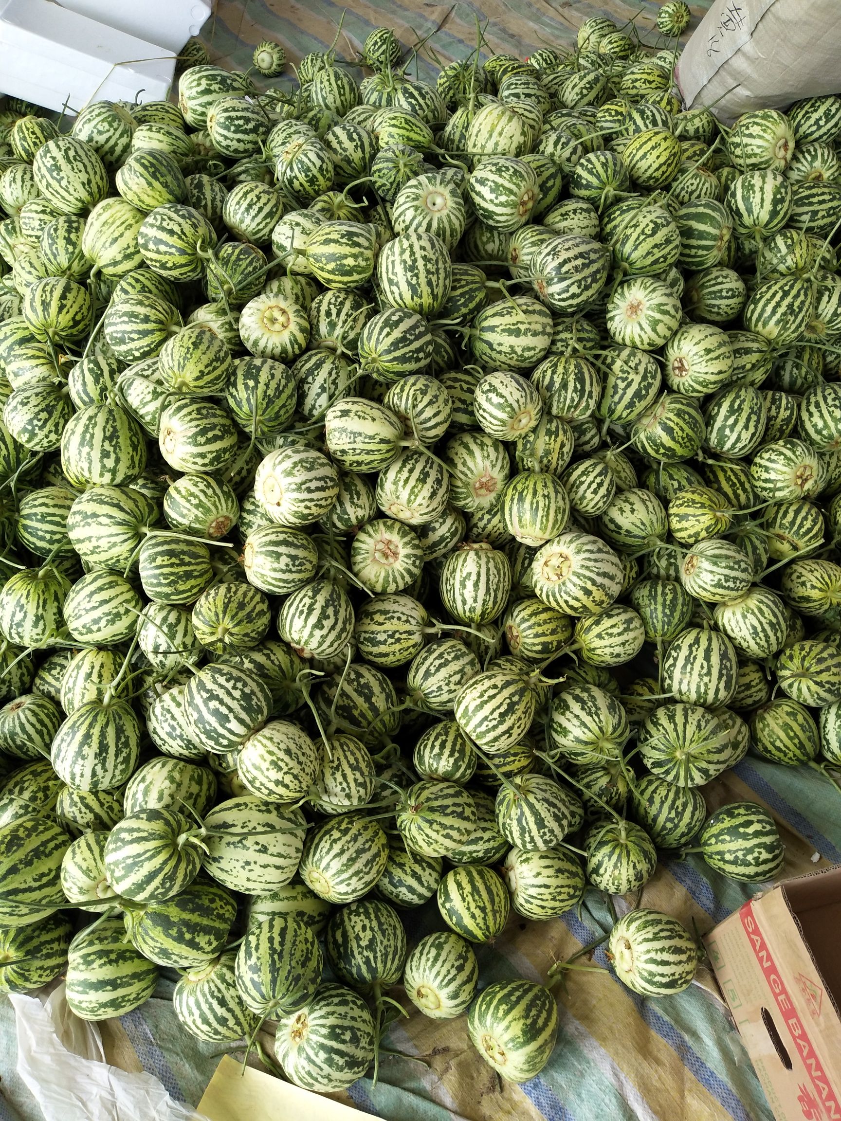  花蕾甜瓜，甜瓜香瓜哈密瓜基地，品种上百种