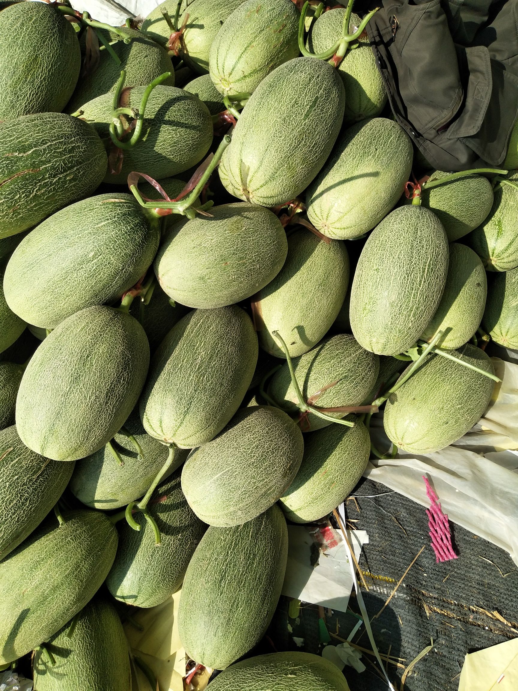  小蜜25，甜瓜香瓜哈密瓜基地，品种上百种