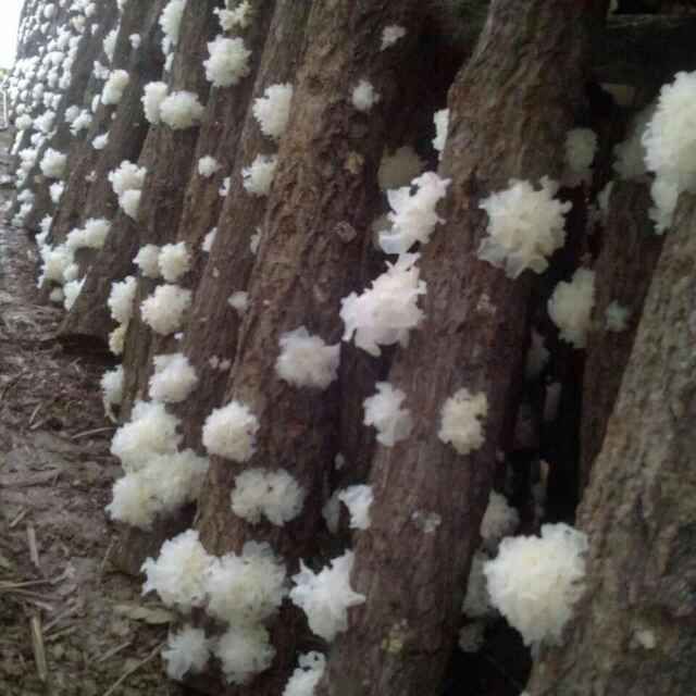 椴木银耳 淡黄色 干银耳 朵状银耳