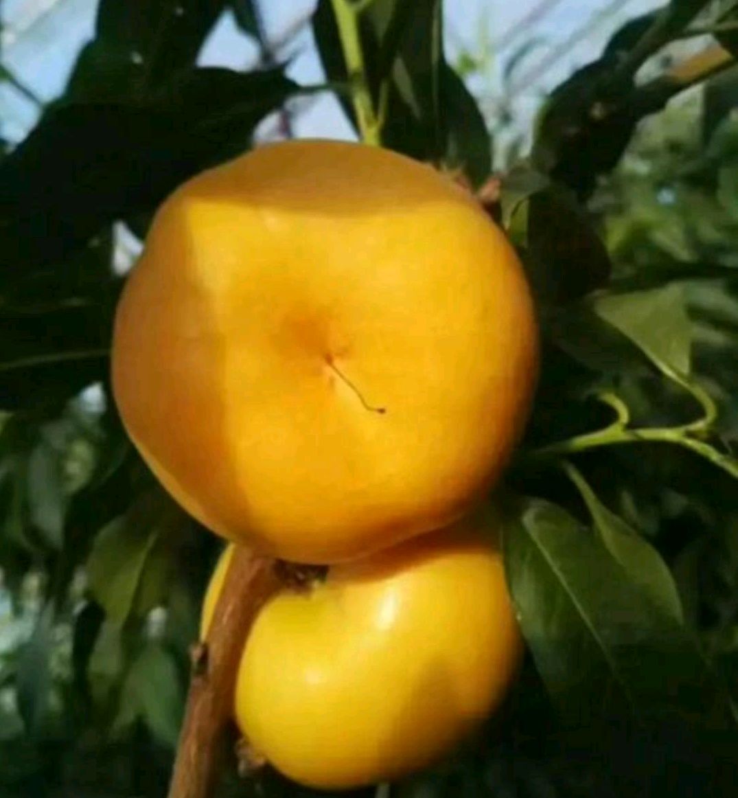 中油蟠7号桃苗 1~1.5米