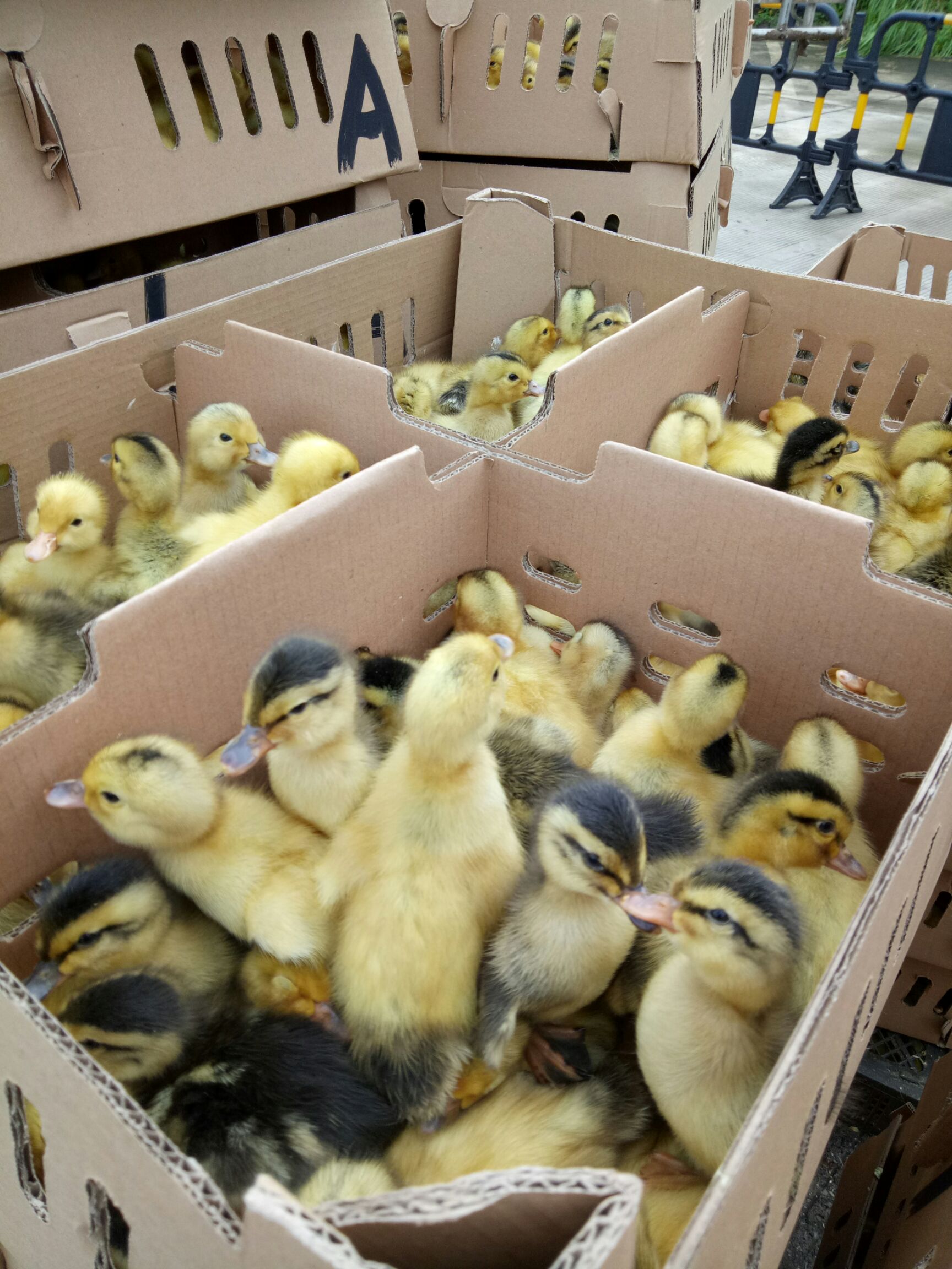 杂交鸭苗 包打疫苗、大种杂交鸭