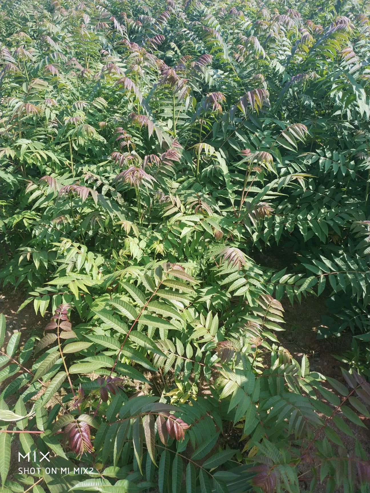 红油香椿苗 2公分以下 