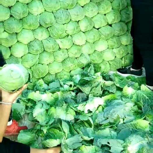 邯郸绿包菜 河北省邯郸市永年区 2.0~2.5斤