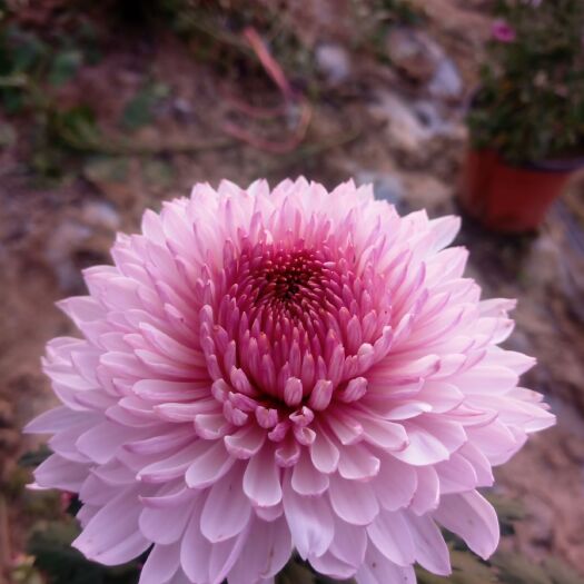 镇平县秋菊