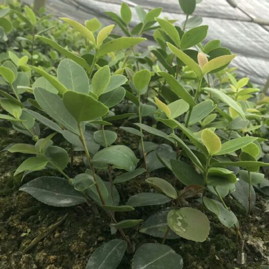 分宜县 长林系嫁接油茶苗 茶树苗 茶子苗