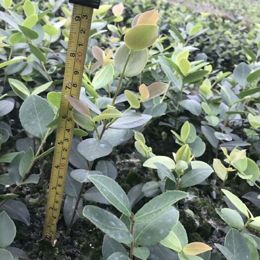 分宜县 长林系嫁接油茶苗 茶子苗 茶树苗