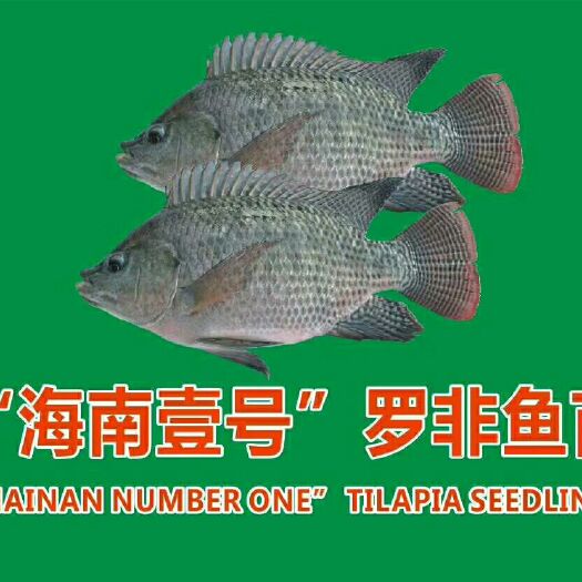 思茅罗非鱼苗