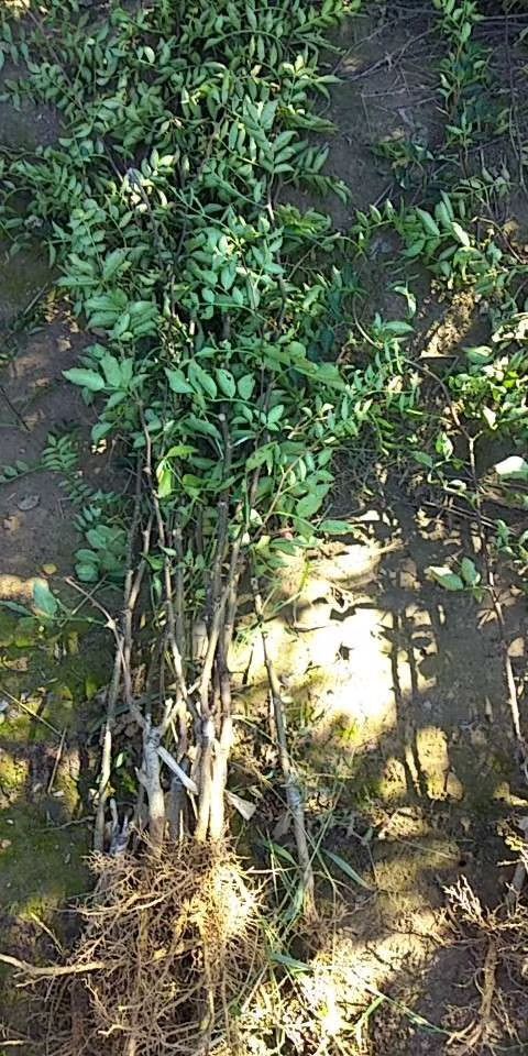 泰安无刺花椒苗