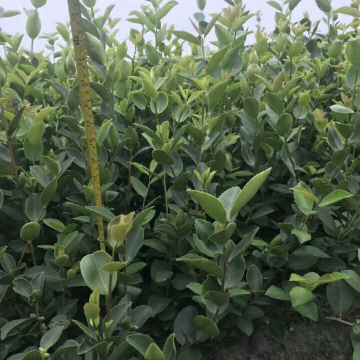 分宜县油茶苗 长林系嫁接 茶树苗 茶子苗