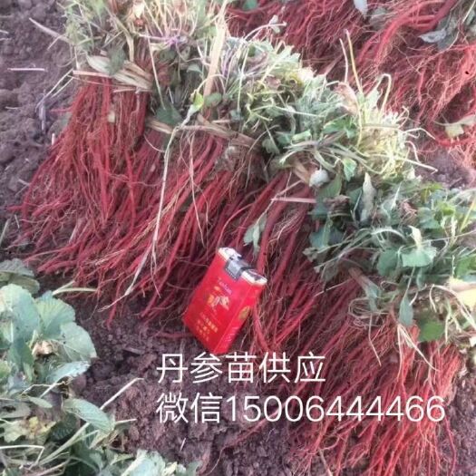 莒县丹参种苗