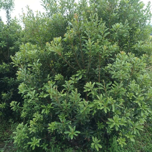 靖州县荸荠杨梅种苗 精品杨梅树