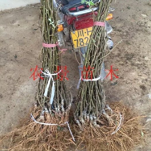 苍溪县苍溪红心猕猴桃苗 嫁接苗