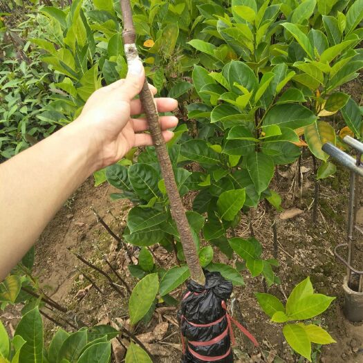 灵山县四季菠萝蜜苗