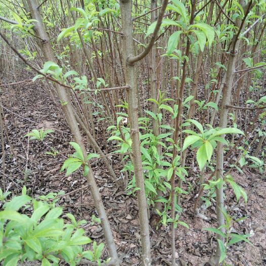 简阳市蜂糖李树苗