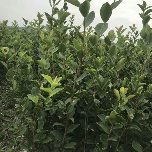 分宜县长林系列油茶 长林系嫁接油茶苗 茶树苗 茶子苗