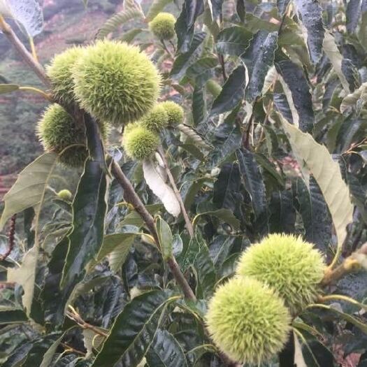 泰安泰山板栗苗 1~1.5米 嫁接苗