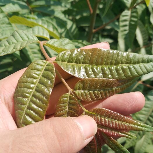 紅油香椿苗 2公分以下 