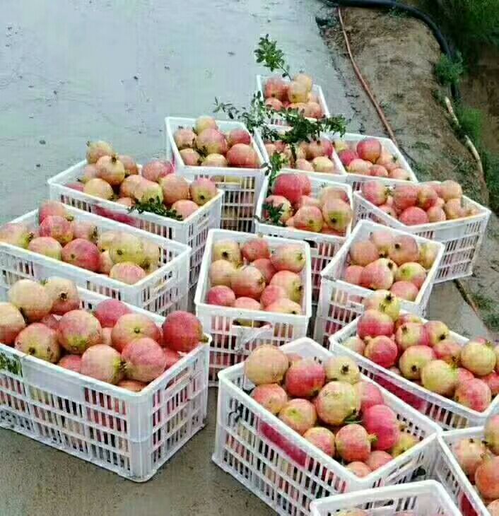  正宗的河阴石榴