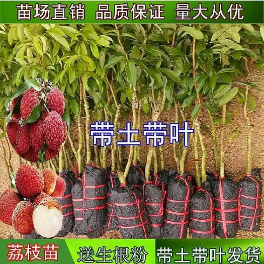 灵山县荔枝王苗