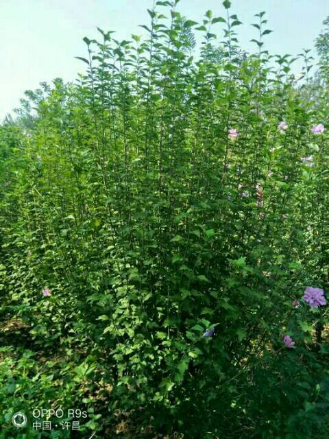 鄢陵县红花木槿树