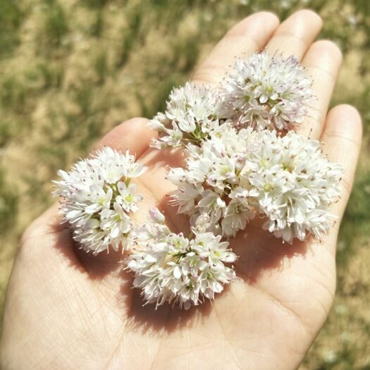 四子王旗麻麻花 摘蒙花  新货已上，欢迎大家订购