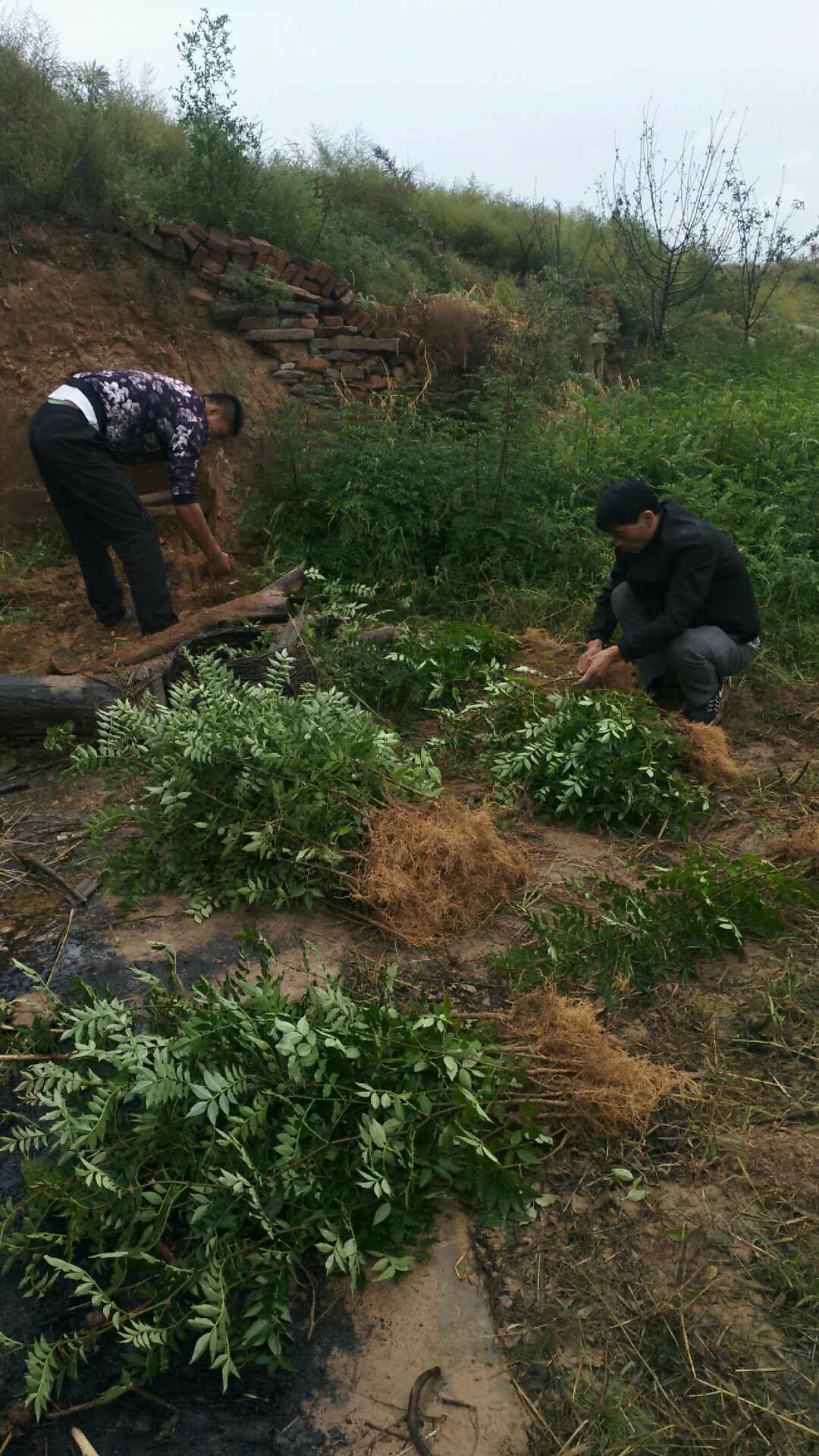 种花椒树苗的种植方法(种花椒树苗的种植方法图片)