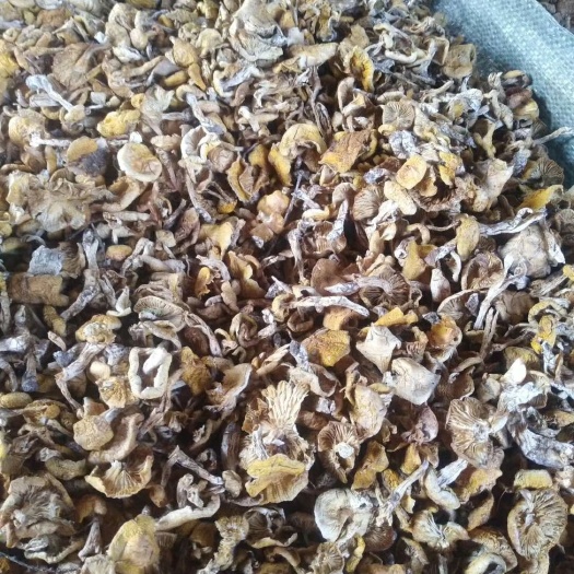 绥芬河市蘑菇 散装 1年