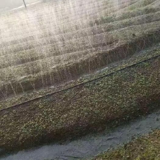 鄄城县微喷带 