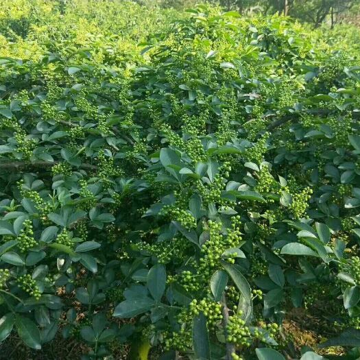重庆市九叶青花椒苗 