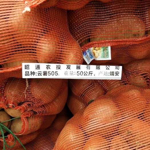 巧家县云薯505土豆种子 一级原种