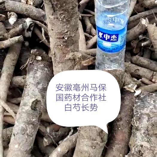 亳州白芍
