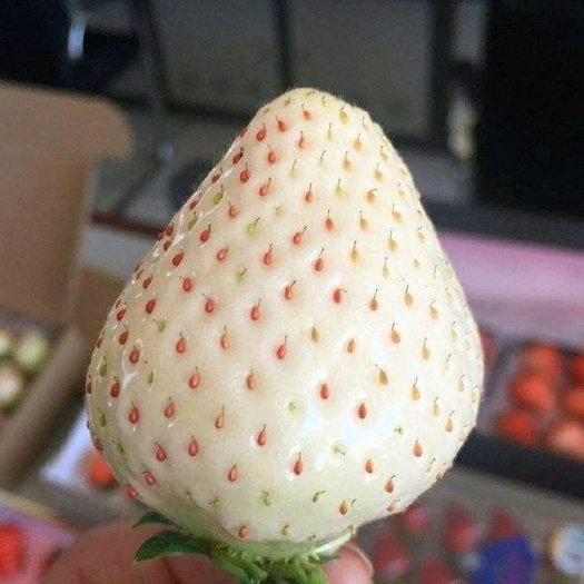 泰安白草莓 地栽苗 20~30公分