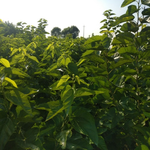 泊头市黑珍珠桑树苗