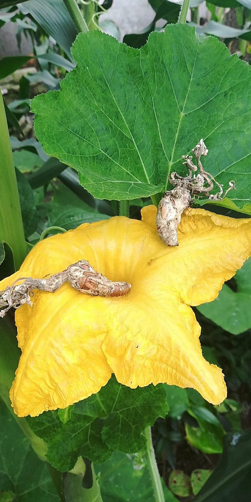 金蝉花野生虫草花大虫草