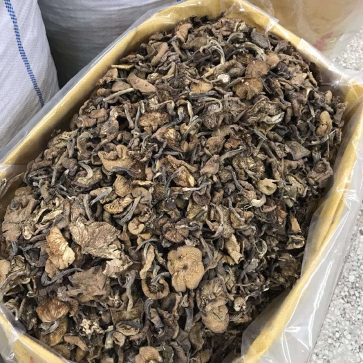 伊春 天然，野生榛蘑，剪根