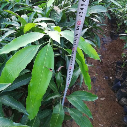 天等县金煌芒果苗