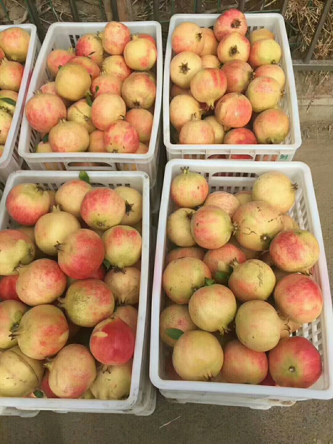 河阴石榴 0.3 - 0.5斤