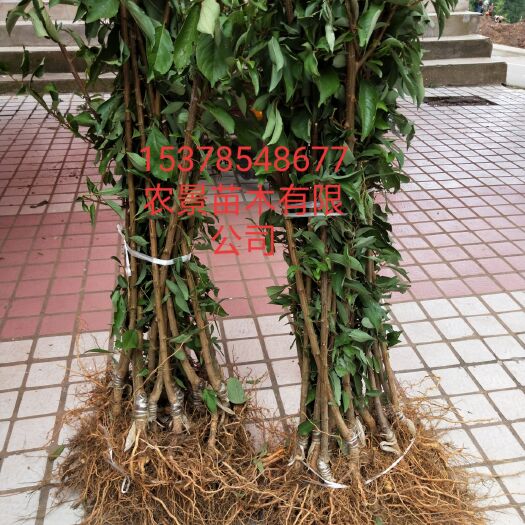 苍溪县脆红李苗 晚熟脆红李嫁接苗
