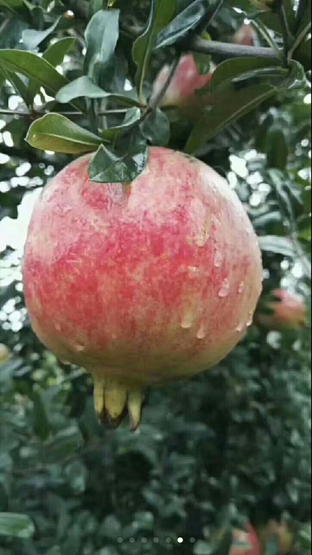  正宗的河阴石榴
