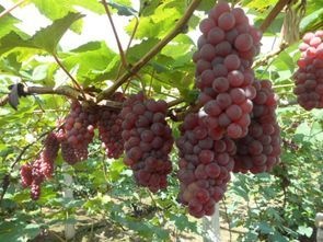 昌黎县茉莉香葡萄苗