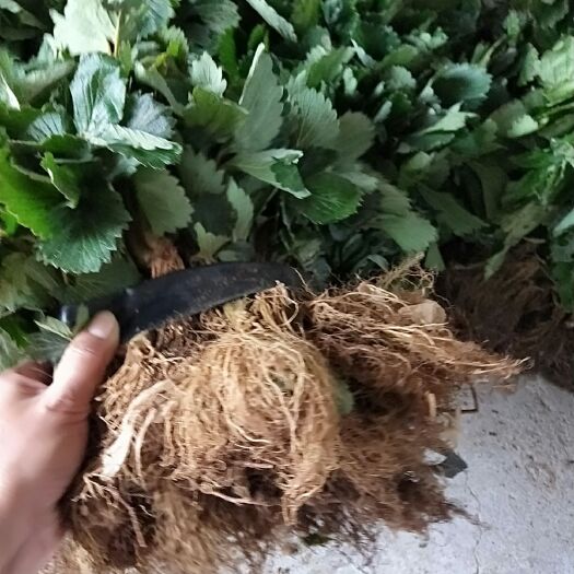 泰安章姬草莓苗 地栽苗 10~20公分