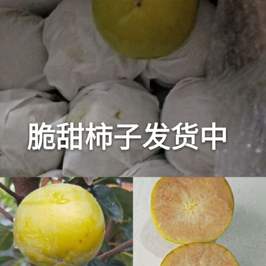 武陟县阳丰甜柿苗