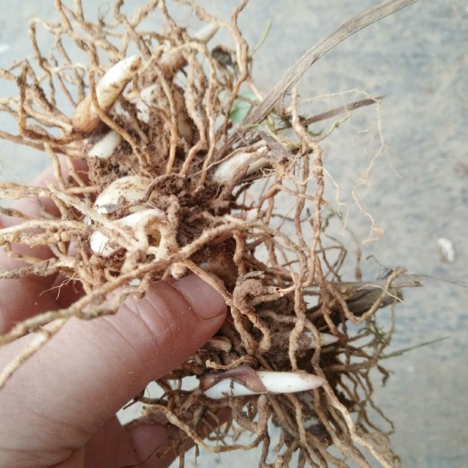 花垣县白芨种子 